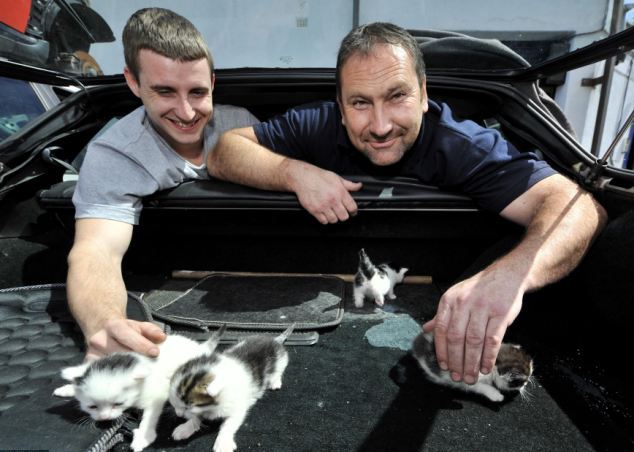 Работники свалки были очень удивлены, обнаружив в машине котят