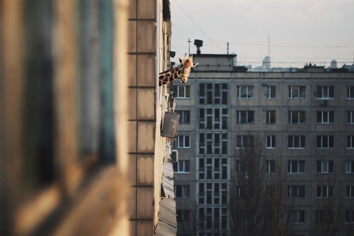 Прикольные животные, смотреть будет весело
