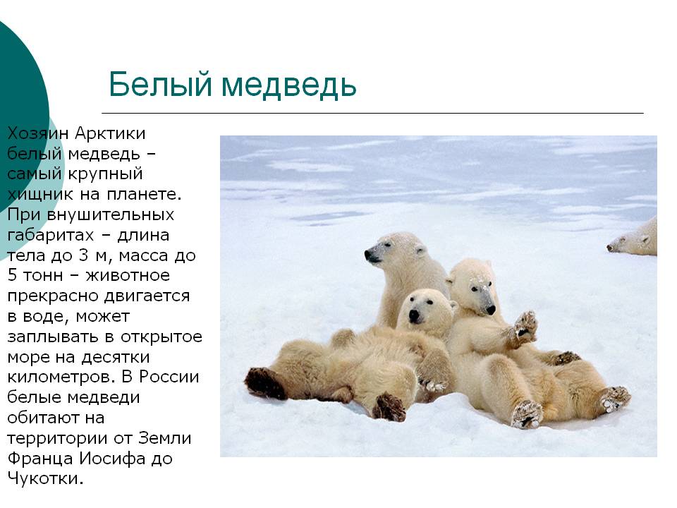 Интересное про белых медведей