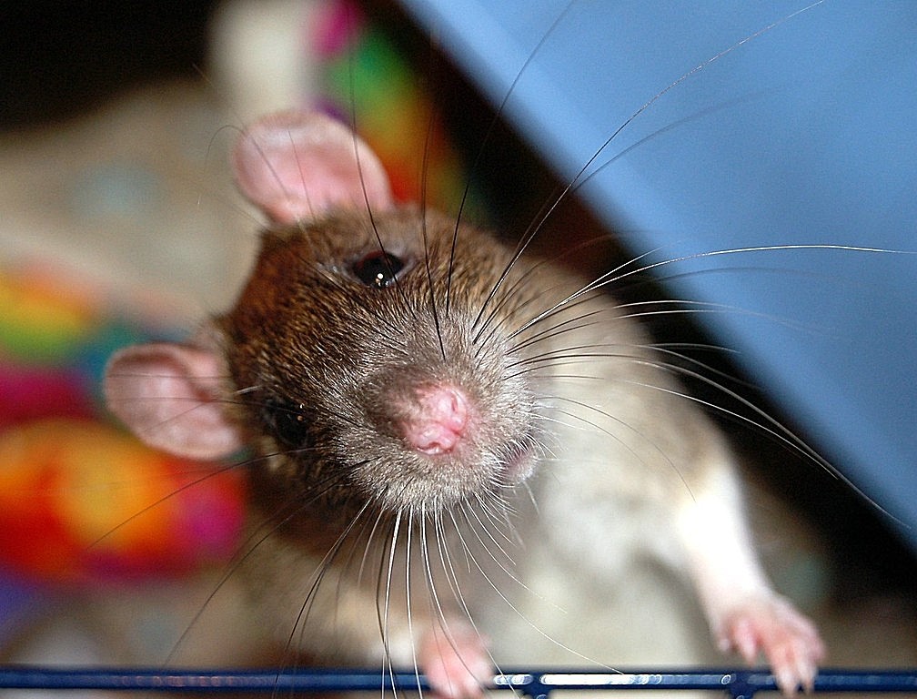 Крысы декоративные, советы по уходу