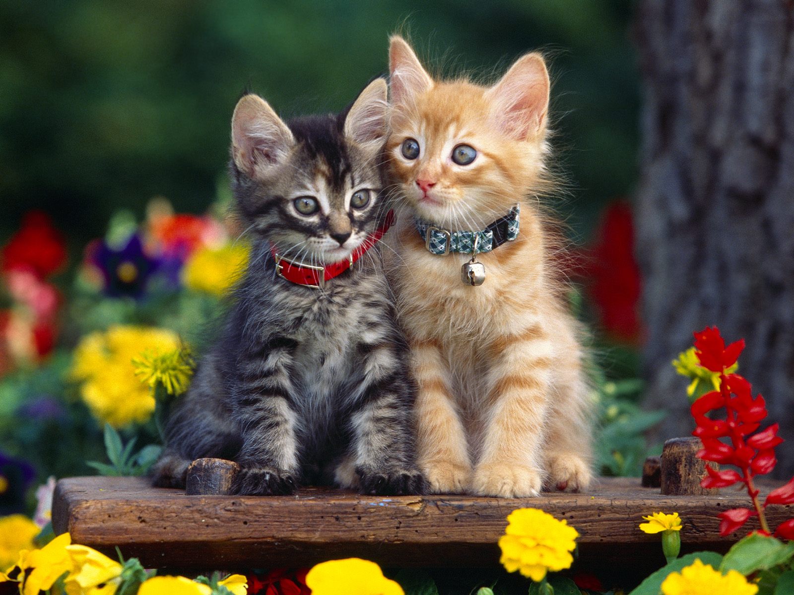Красивые фотографии кошек и котят