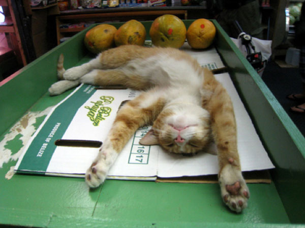 Котики в магазинах