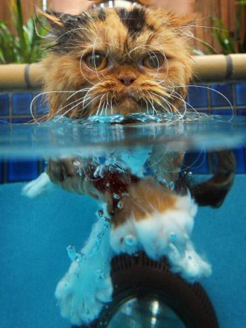 Кошки в воде, смешные фото