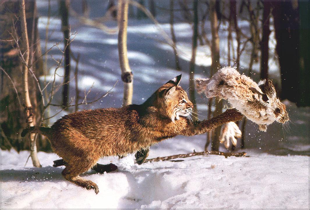 рысь, охота, лес загрузить