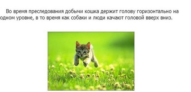 Интересные факты в картинках про кошек и котят
