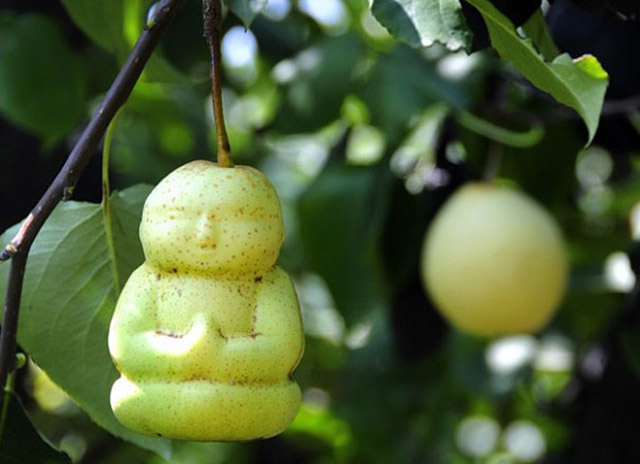 Фермер вырастил груши в форме Будды.