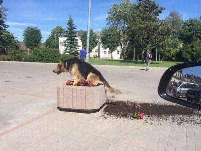 Приколы и смешные картинки, много их конечно не бывает
