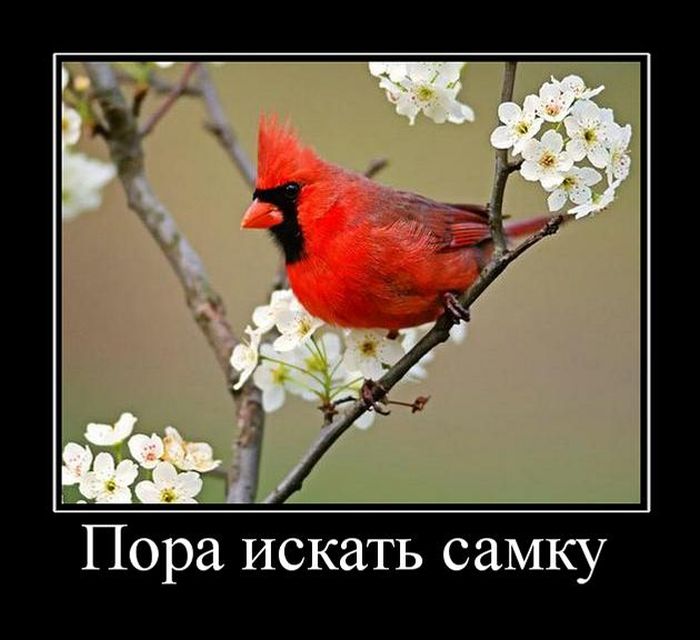 Прикольные демотиваторы, новые.