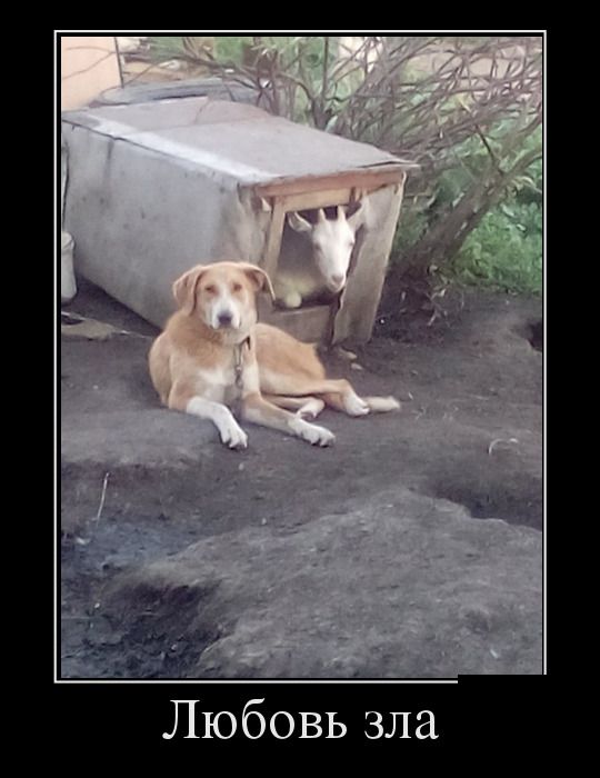 Новые и только прикольные демотиваторы дня.