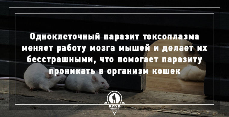 Интересное о зомби в нашем мире.