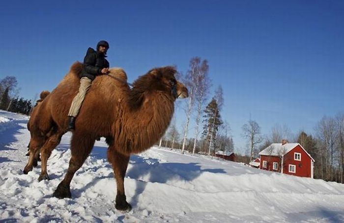 Верблюды в снежной Норвегии