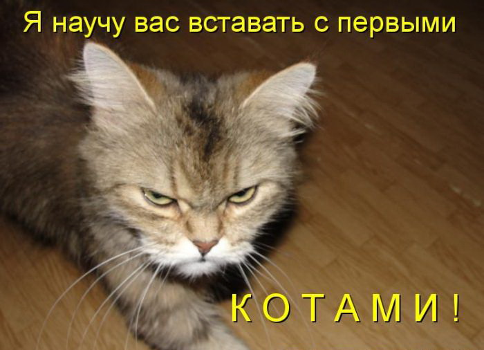 Кото приколы