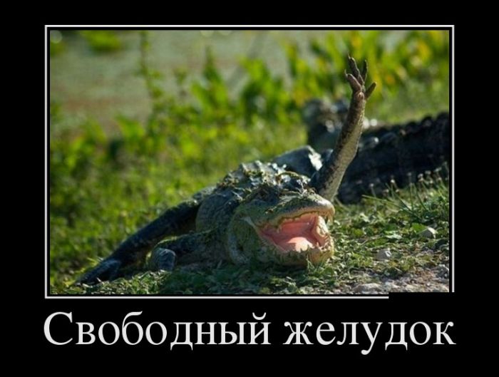 Новые демотиваторы, приколы без очереди.