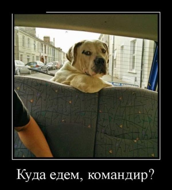 Демотиваторы приколы - залог отличного настроения!