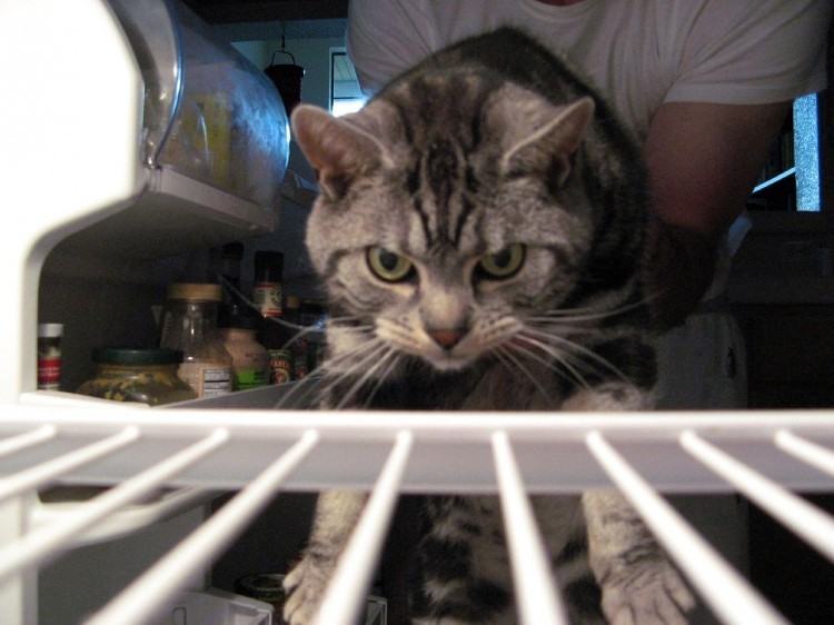 Коты и кошки в холодильниках