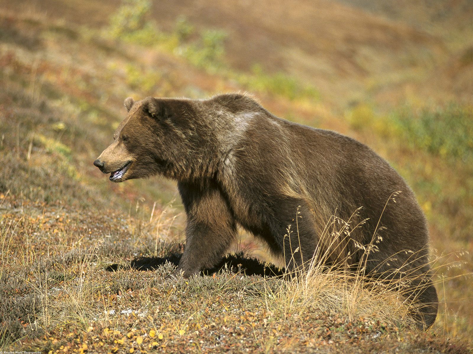 Мишки фото