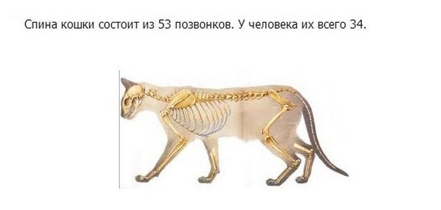 Интересное о кошках, заключительная часть