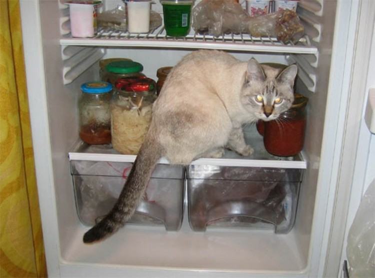 Коты и кошки в холодильниках
