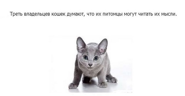 Интересное о кошках, заключительная часть