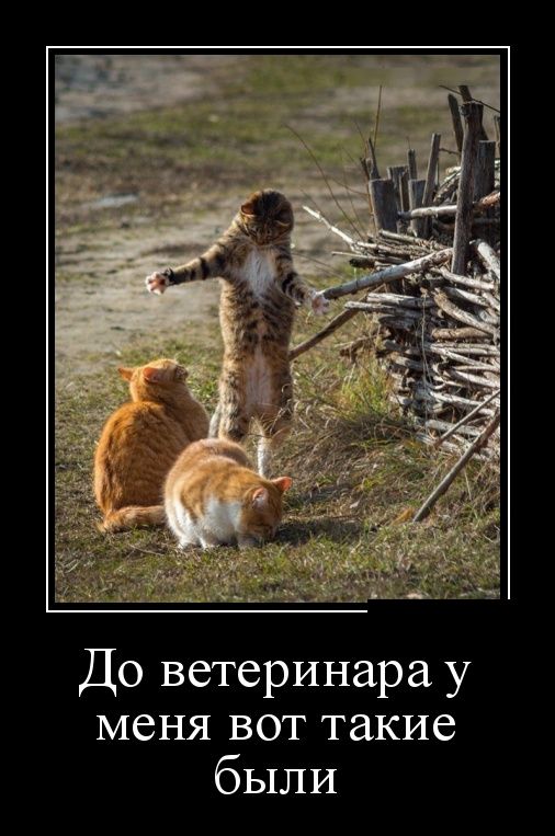 Демотиваторы, позитивней товарищи, позитивней.