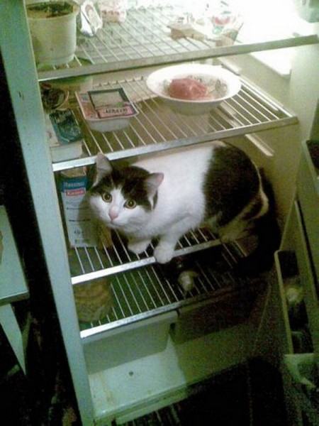 Коты и кошки в холодильниках