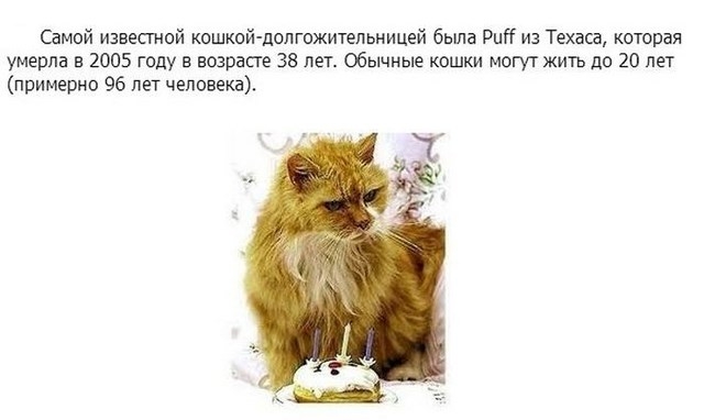 Интересное о кошках, заключительная часть