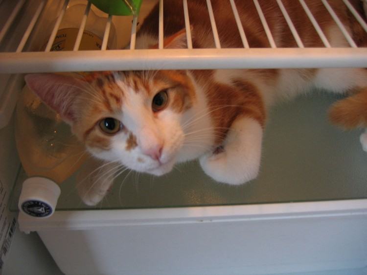 Коты и кошки в холодильниках