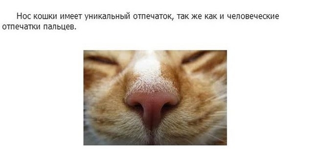 Интересное о кошках, заключительная часть
