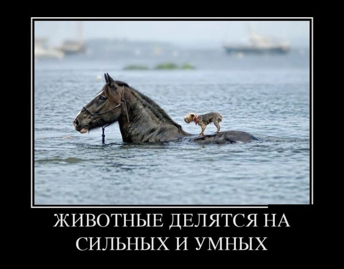 Демотиваторы лучшие по итогам.