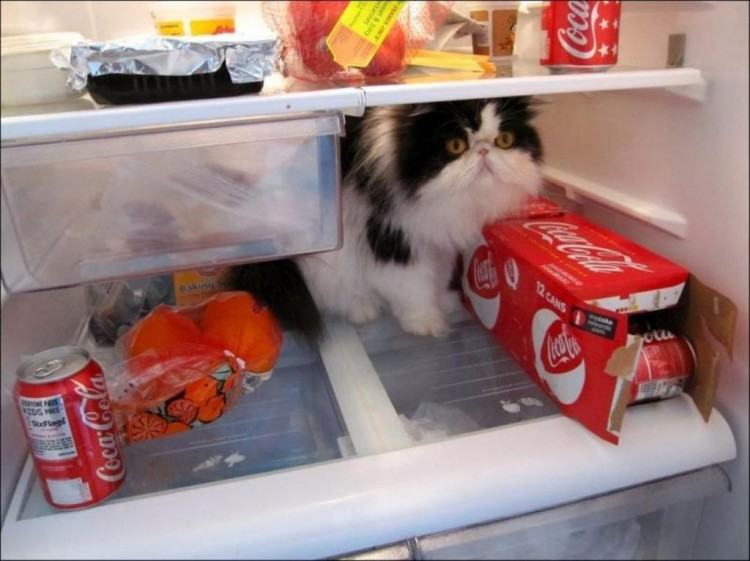 Коты и кошки в холодильниках