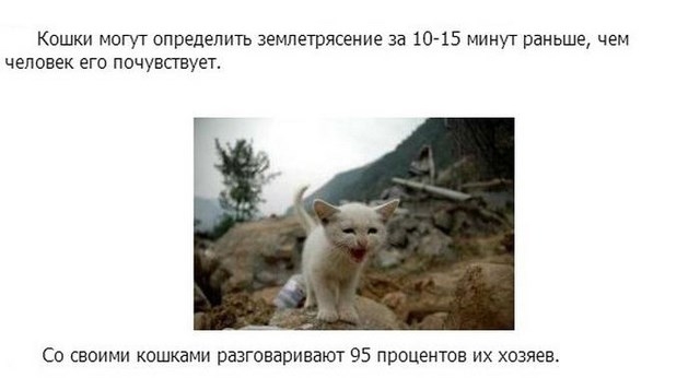 Интересное о кошках, заключительная часть