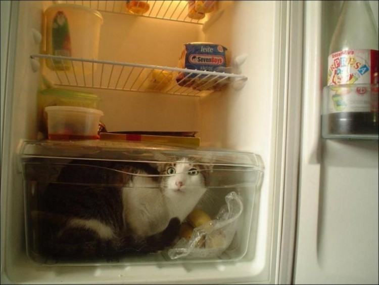 Коты и кошки в холодильниках