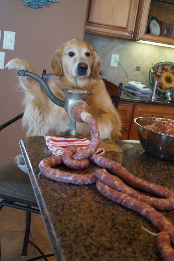 Животные юмор