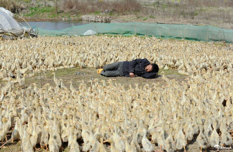 Как спят китайцы, прикольные фотографии.