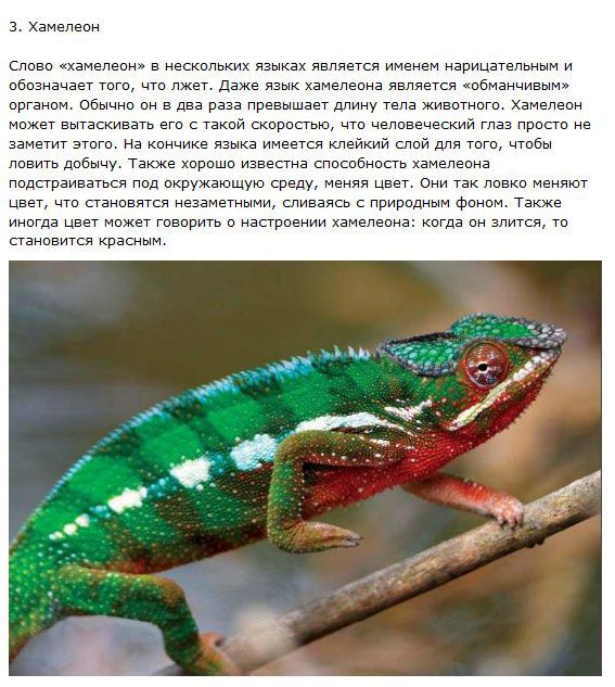 Самые хитрые животные
