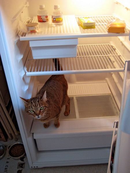 Коты и кошки в холодильниках