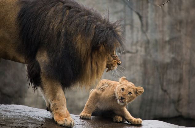 Отец лев впервые увидел своего сына