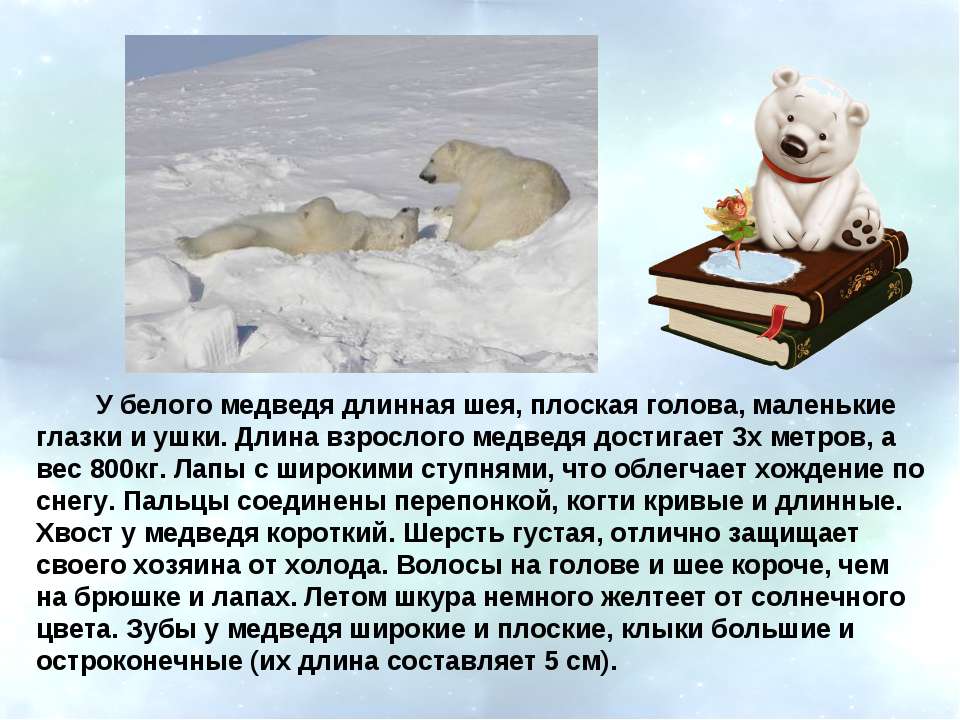 Интересное про белых медведей