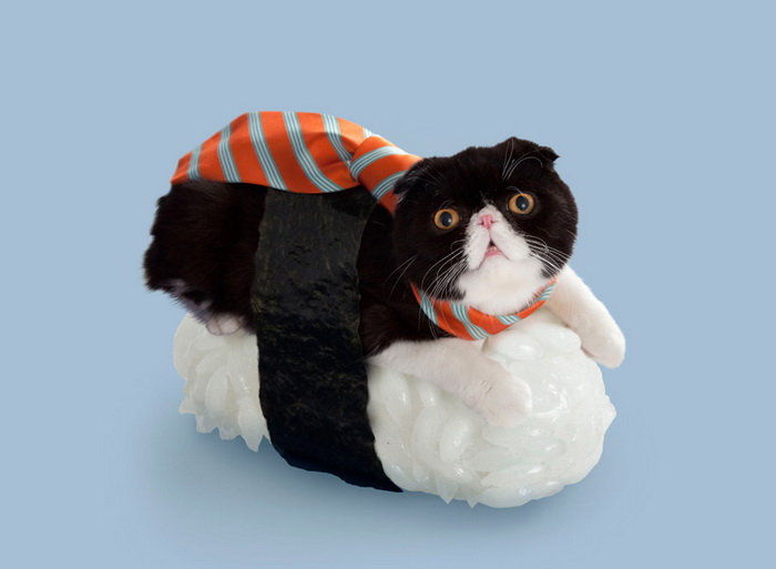 Котосуши