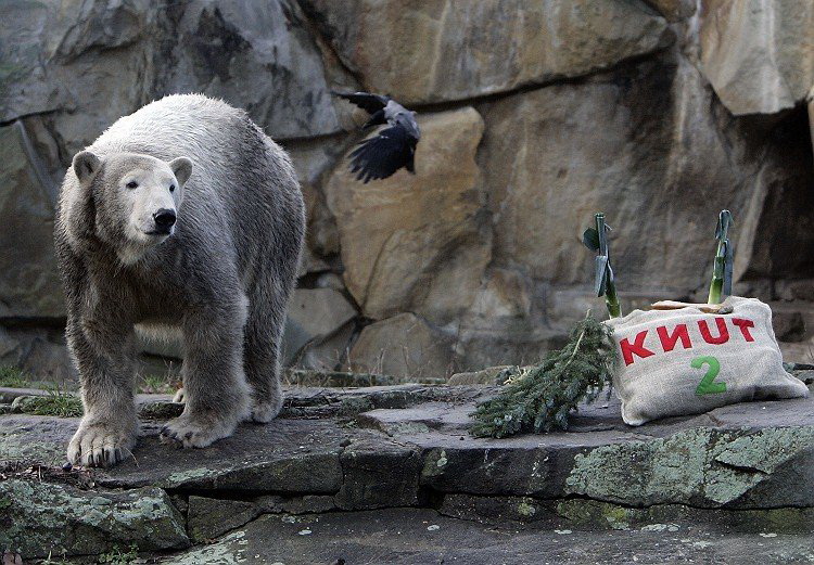 Белый медведь Кнут
