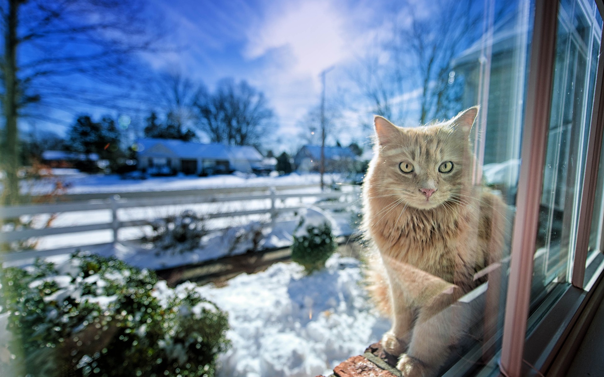Зимние коты