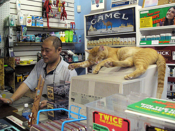 Котики в магазинах