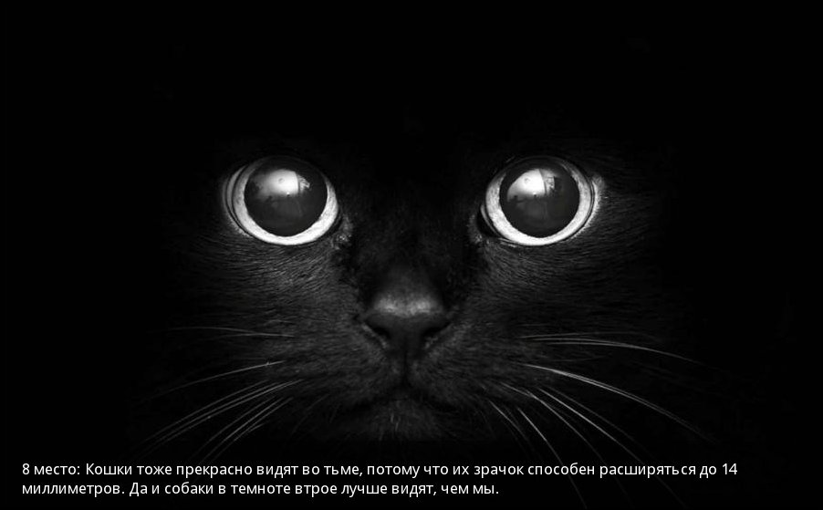 Самые зрячие среди животных