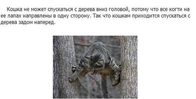 Интересные факты в картинках про кошек и котят