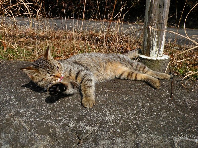 Прикольные животные которых мы любим