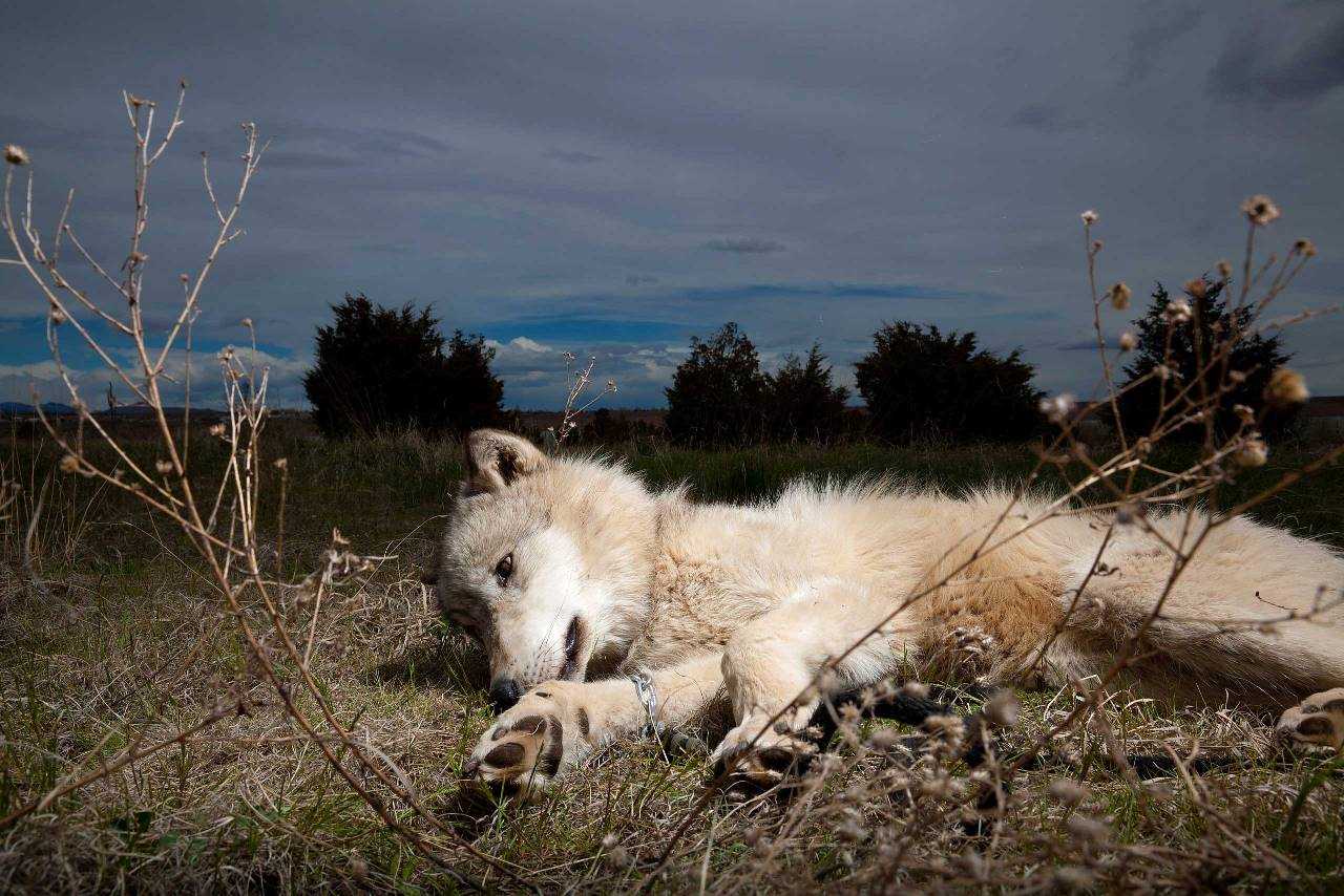 Фотосессия животных для National Geographic