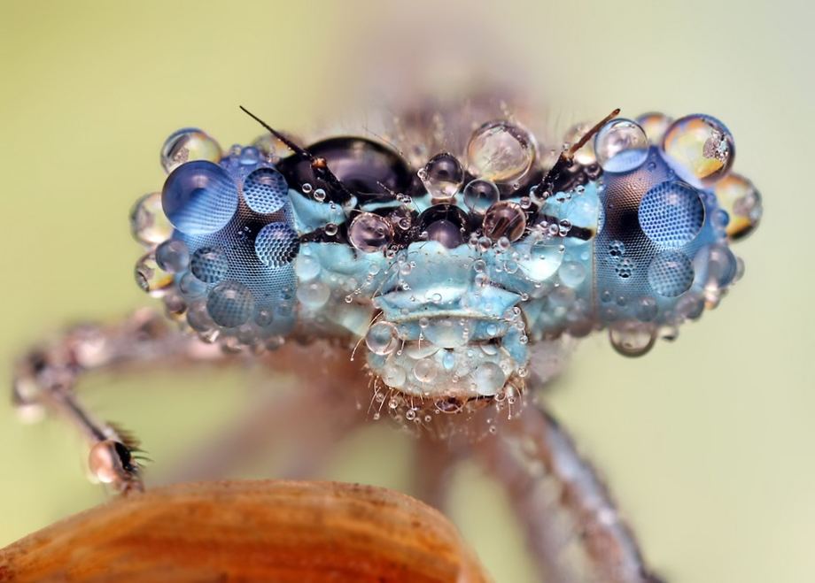 Красивые макро снимки насекомых после дождя