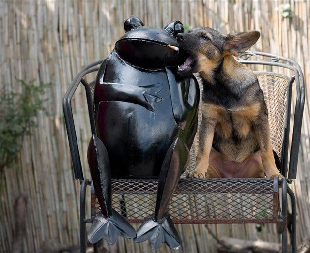 Животные, прикольные фотографии зверья