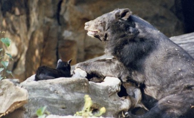 Кошка и медведица