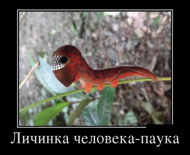 И снова демотиваторы.